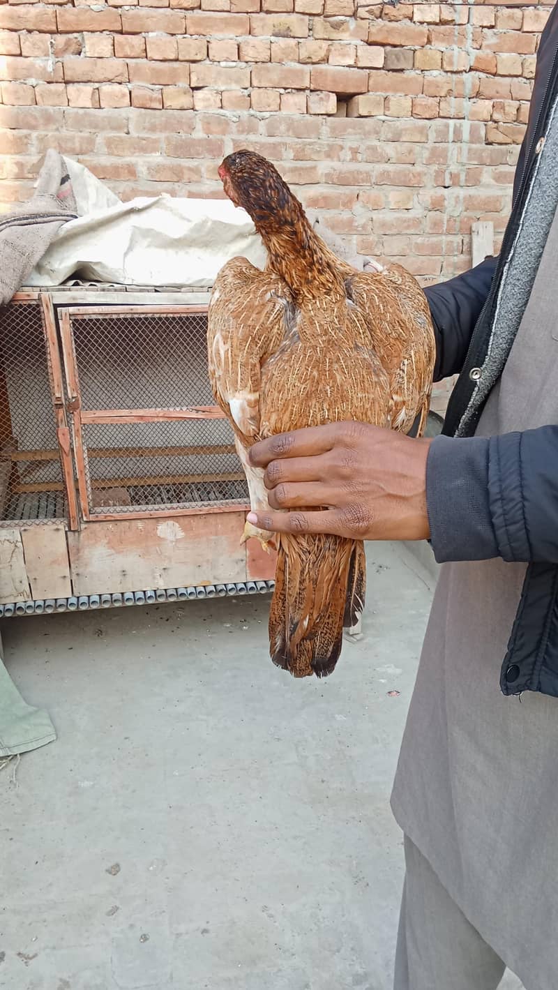 اصیل میاں والی مرغی 1