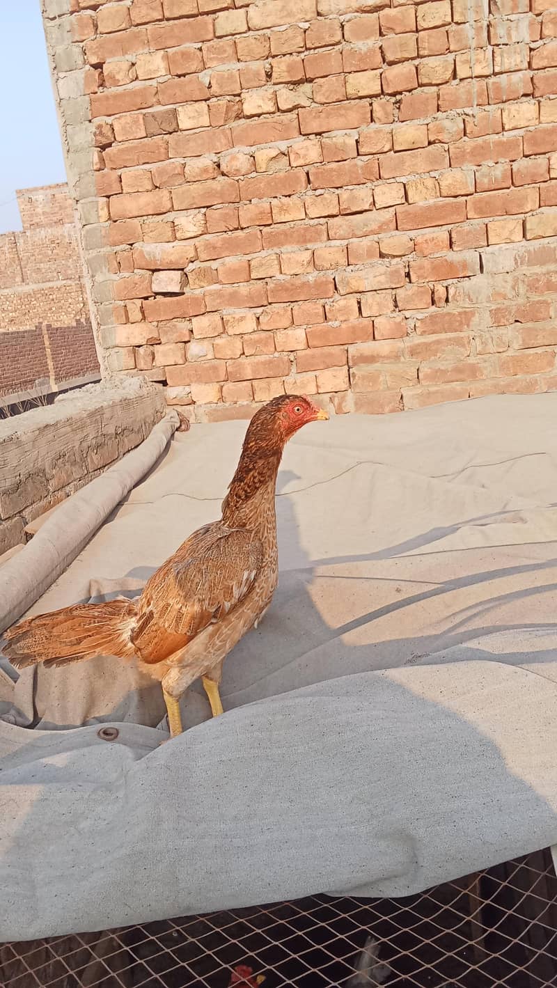 اصیل میاں والی مرغی 2