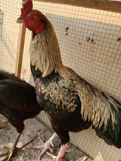 aseel murgay murgian