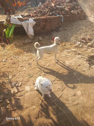 20000 russion dog for sale