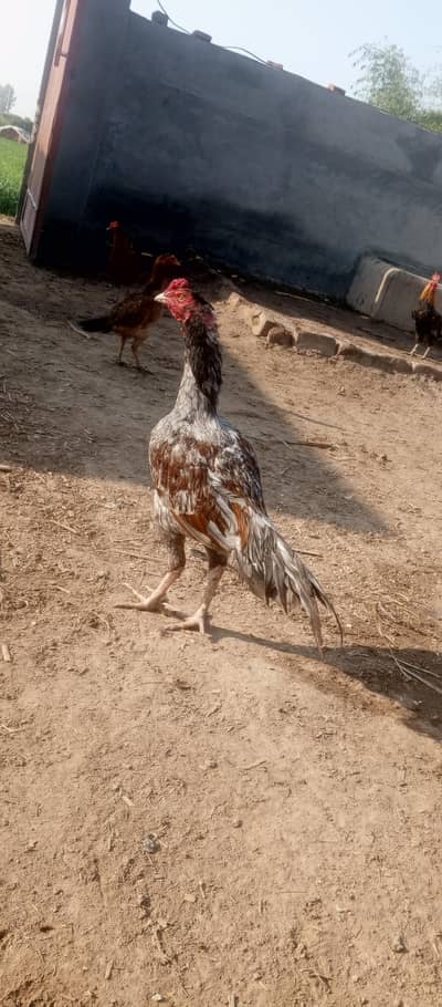 high quality aseel patha  for sale