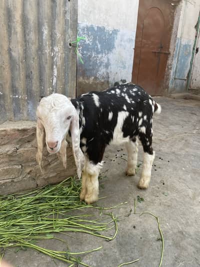 Mashallah bakra he colour full