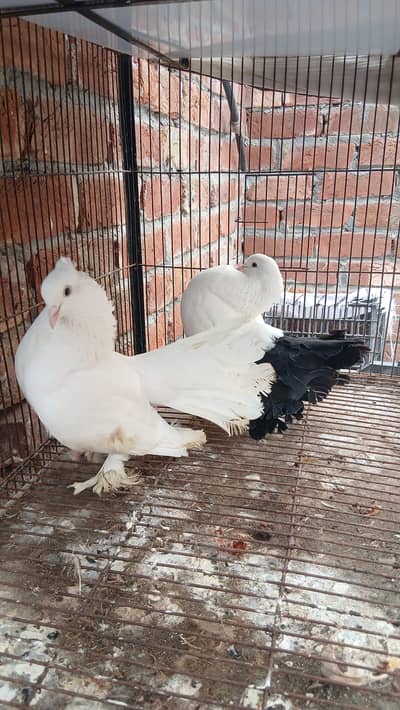 black tail femal withe male