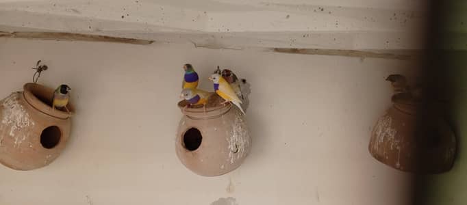 Cockteils,,,,GOULDIANS,,,,,JAVA Birds