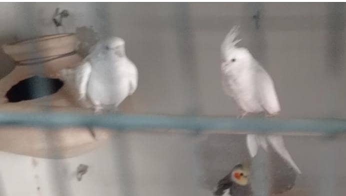 Cockteils,,,,,,JAVA Birds. . . . . . 0