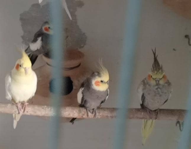 Cockteils,,,,,,JAVA Birds. . . . . . 3