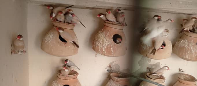 JAVA Birds. . . . FAWN JAVA. . . SILVER JAVA. . . WHITE JAVA. . . GREY JAVA