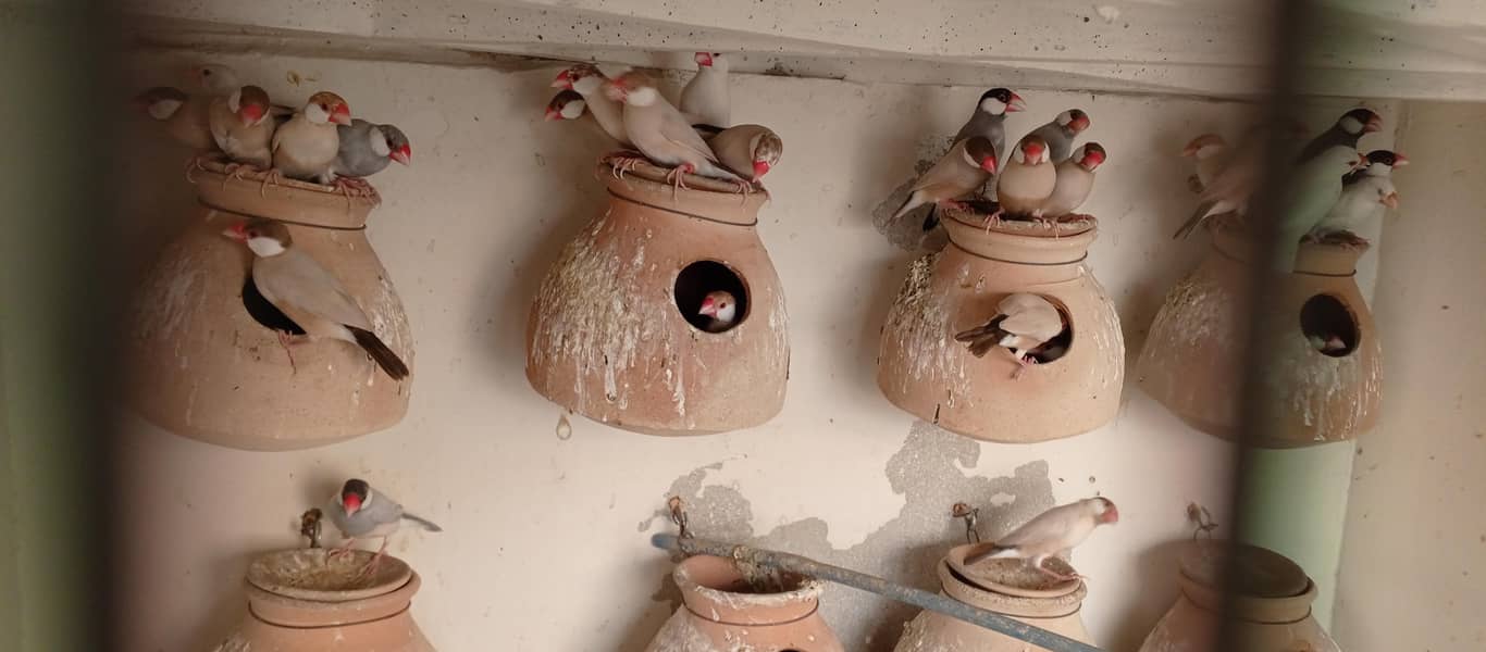 Cockteils,,,,,,JAVA Birds. . . . . . 6