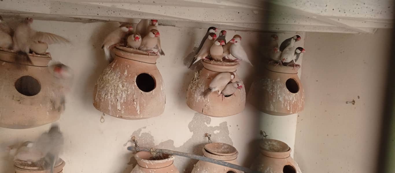 Cockteils,,,,,,JAVA Birds. . . . . . 7