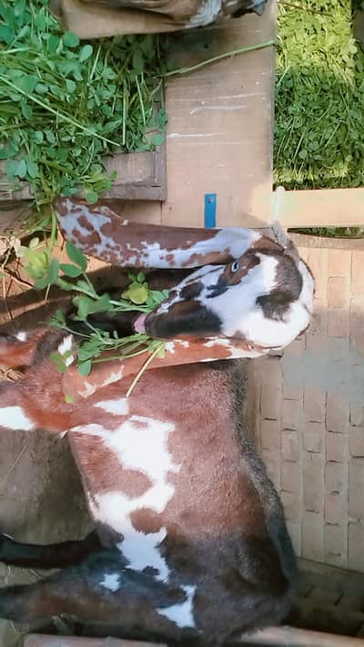 piuer dasi nagra bakra