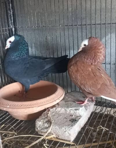 German mukhi breeder pair available pair Fancy bird peigon