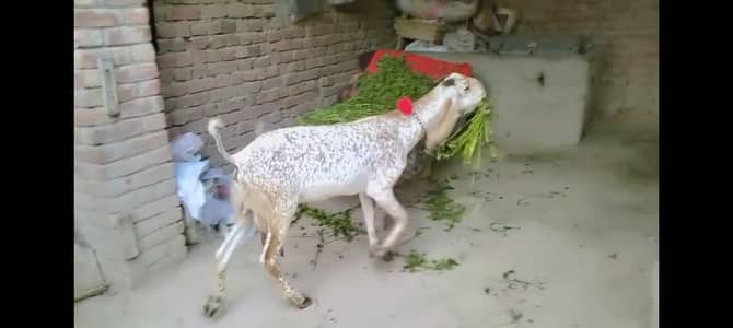 khoubsourt Makhi cheeni bakri