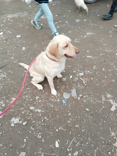 Labrador breeder female 03049840169