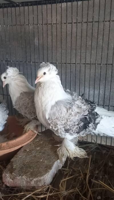 Silver saddle Frillback 100% breeder pair bird Fancy peigon