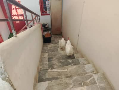 2 Farmy Murga in 2500