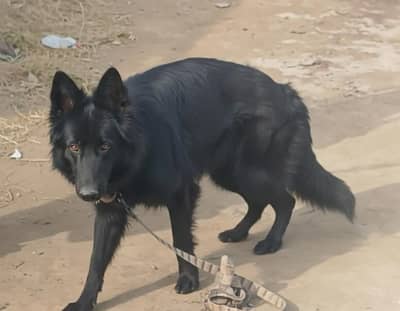 Black long coat German shepherd Female