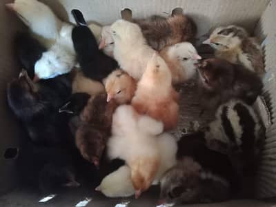 Desi golden misri chicks
