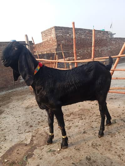 pure ambarsariy beetal bakri 6 dant 4 month ki Ghaban
