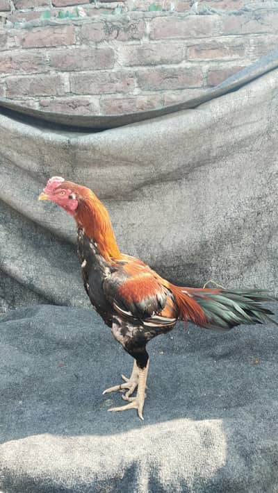 Lakha Murga Home Breed Saaf Suthri Chez