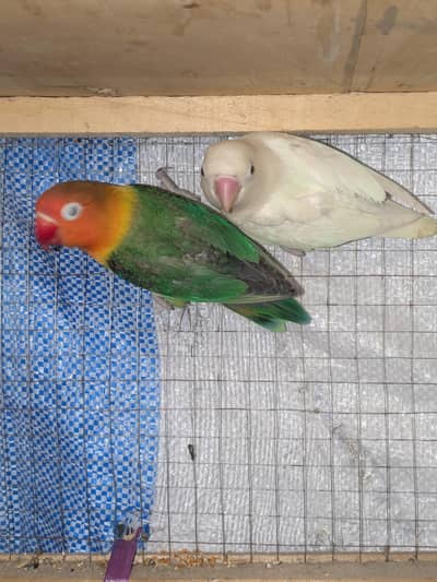 pair for sale peso ke zarorat hai 3 chicks or kikar ka breeding box