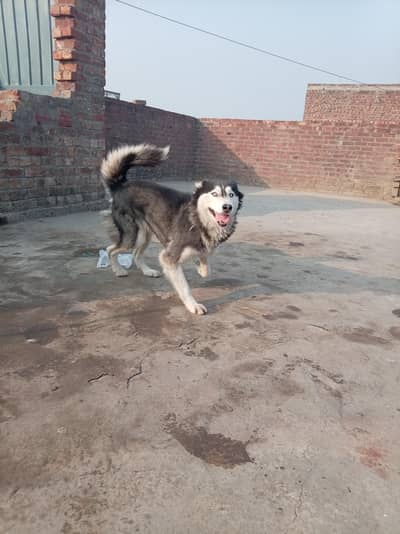 Husky Dog female