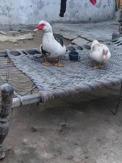 Muscovy duck pair egg laying