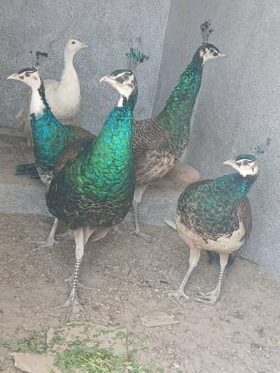 Peacock  4 Male+1 female  blak blu shoulder fir sell