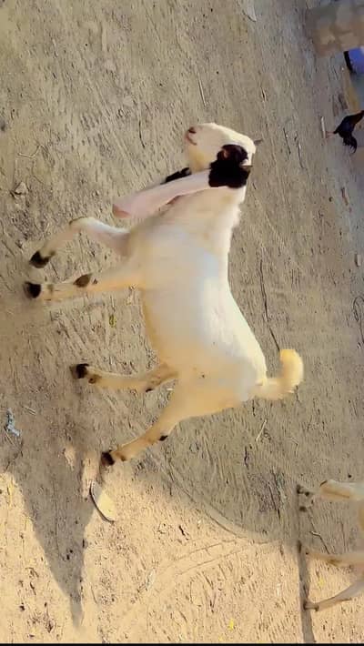 Gulabi bakra | goats| rajanpuri| khasi bakry| qurbani 2026