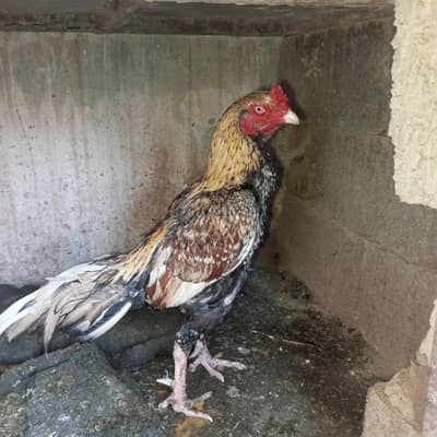 Aseel murga for sale