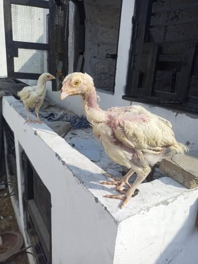 Aseel Chicks Heera Aseel  pair  ( 03347513425 )