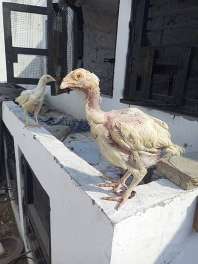 Aseel pair   Heera Aseel  Chicks    ( 03347513425 )