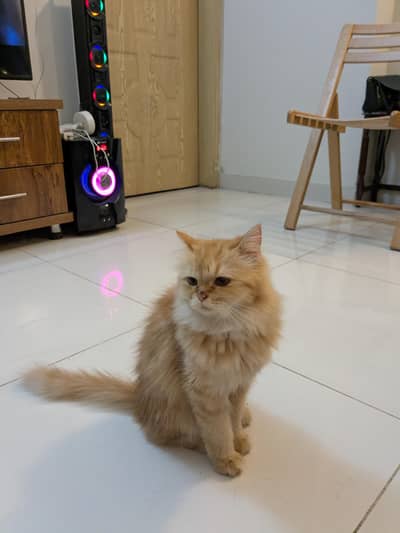 Top Quality Female Pure Persian Triple Fur – Serious Buyers Only