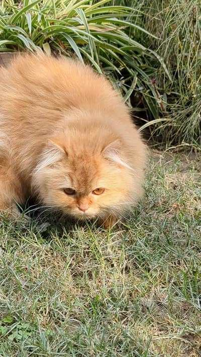 Top Quality Female Pure Persian Triple Fur – Serious Buyers Only