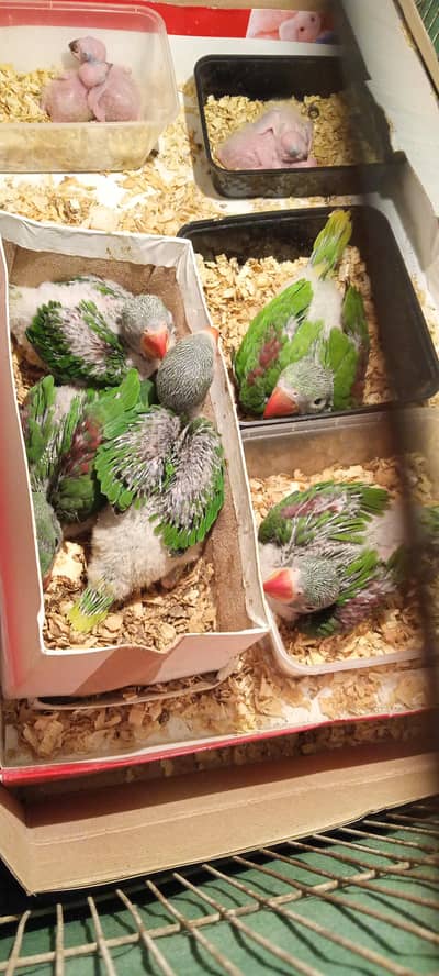Alexandria raw ( Pahari ) chicks for sale