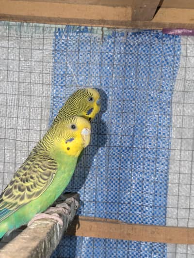 breeder pair with box