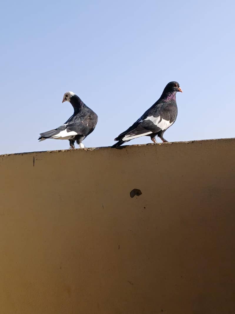 Different varieties 0