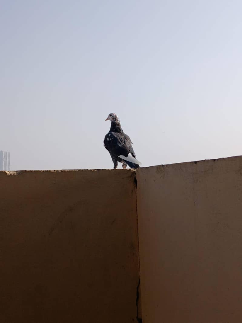 Different varieties 2