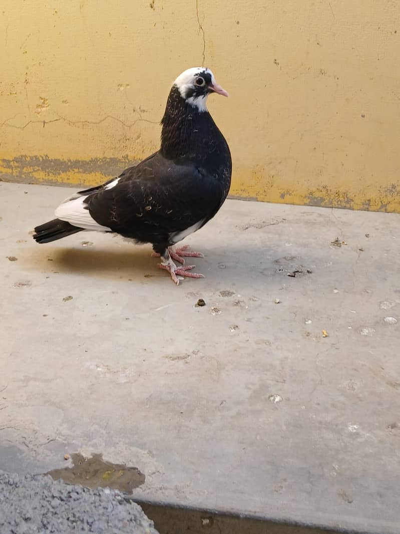 Different varieties 4