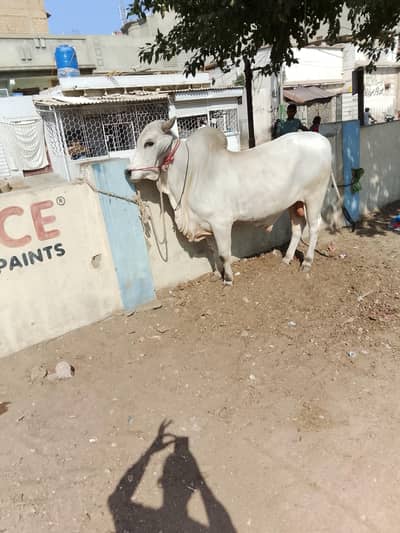 MashAllah tharri or cholistani for sale