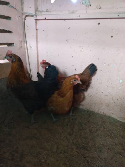 golden misri. what's app 03282894012