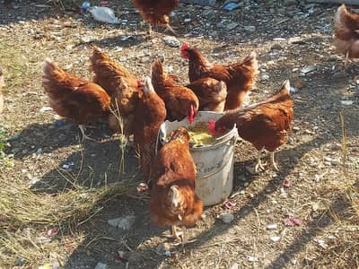 Healthy Hens for Sale
