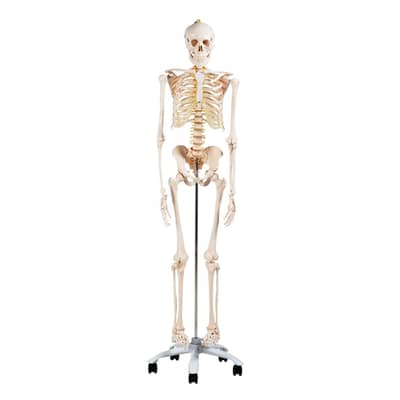 Anatomical Medical Human Artifical Bones Skeleton Model 5.5 feet