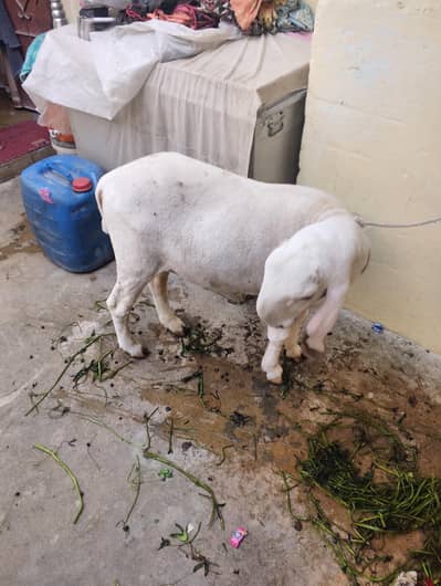 sel karne bhai emergency