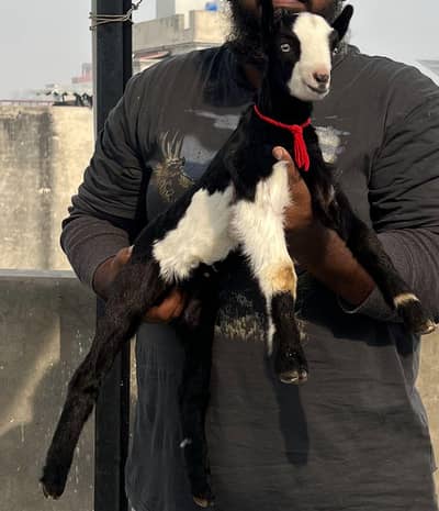 Teda Ablack Male kid 40 days for sale