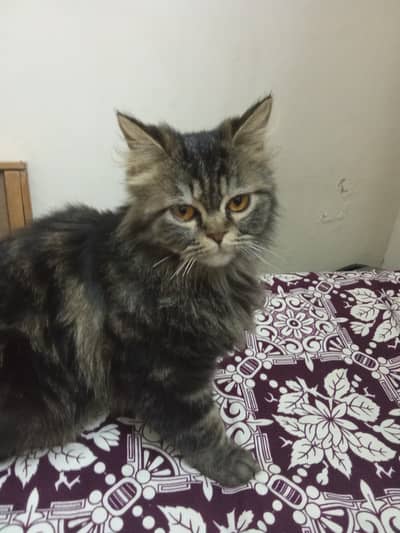persian female cat/double coat/ semi punch face/ islamabad