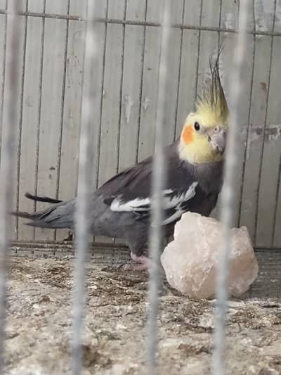 2 male singing cockatiel cont 03009215069