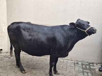 fresian cross cow For sale