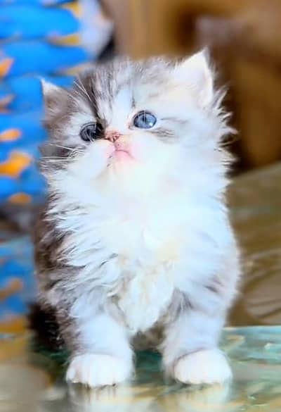 Persian Cats & Kittens for Sale may WhatsApp  03126762031