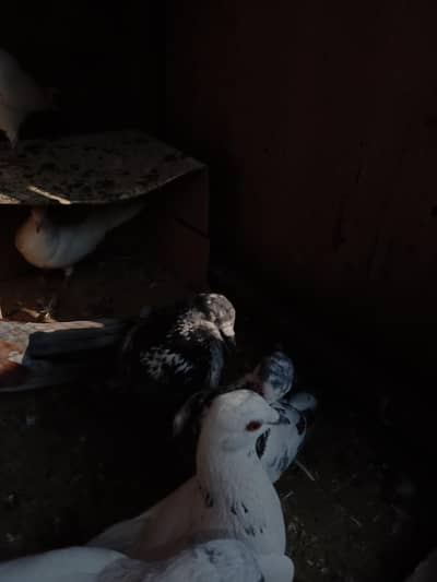 Greebaaz/Patti vale/Gola Fance mix pigeons