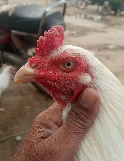 Aseel White Patha | Aseel Murga For Sale